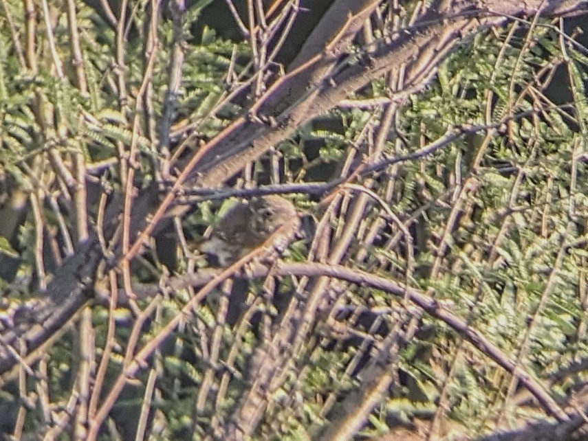 Ferruginous Pygmy-Owl - ML620253889