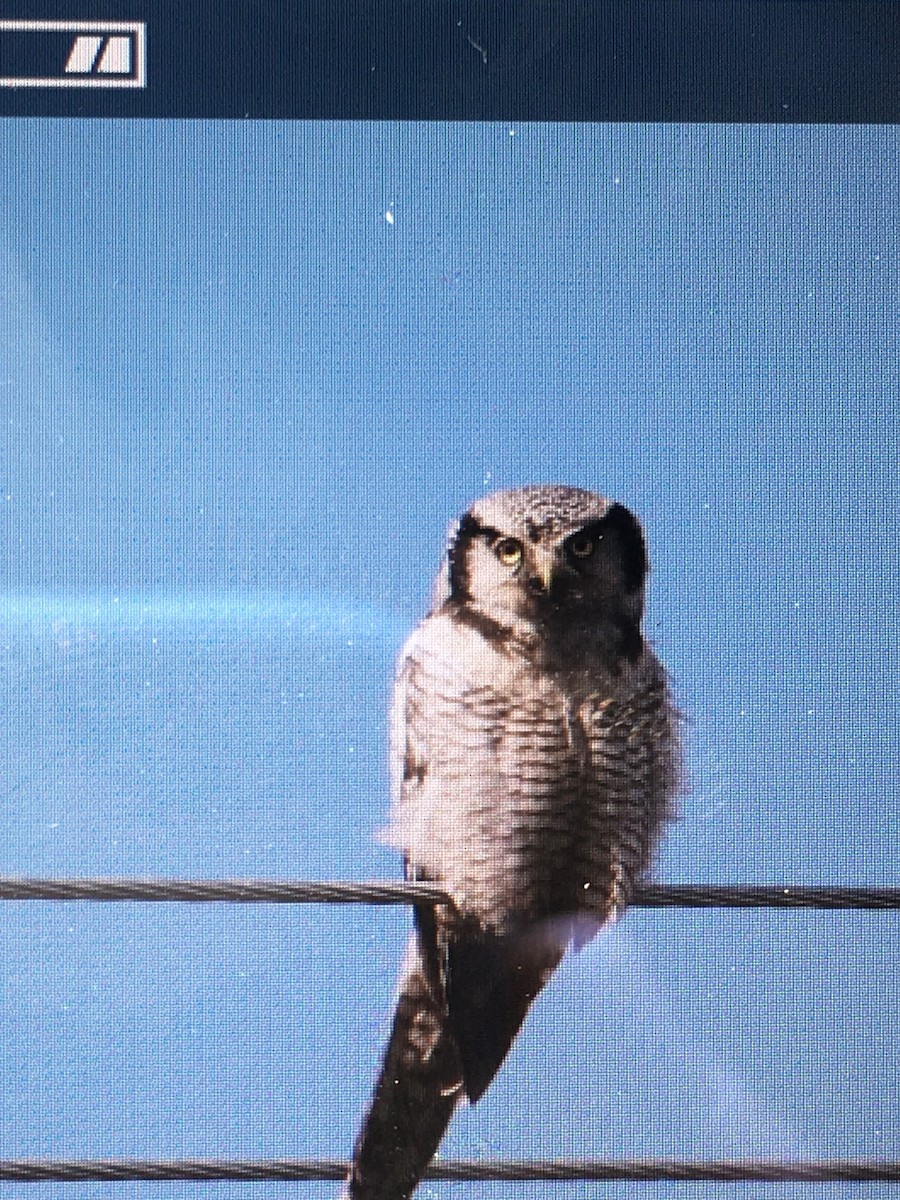 Northern Hawk Owl - ML620253898