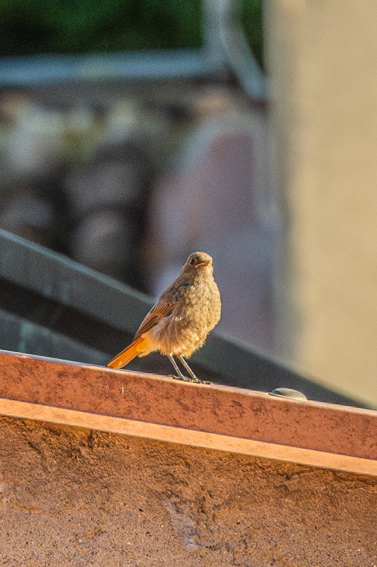 Black Redstart - ML620253899