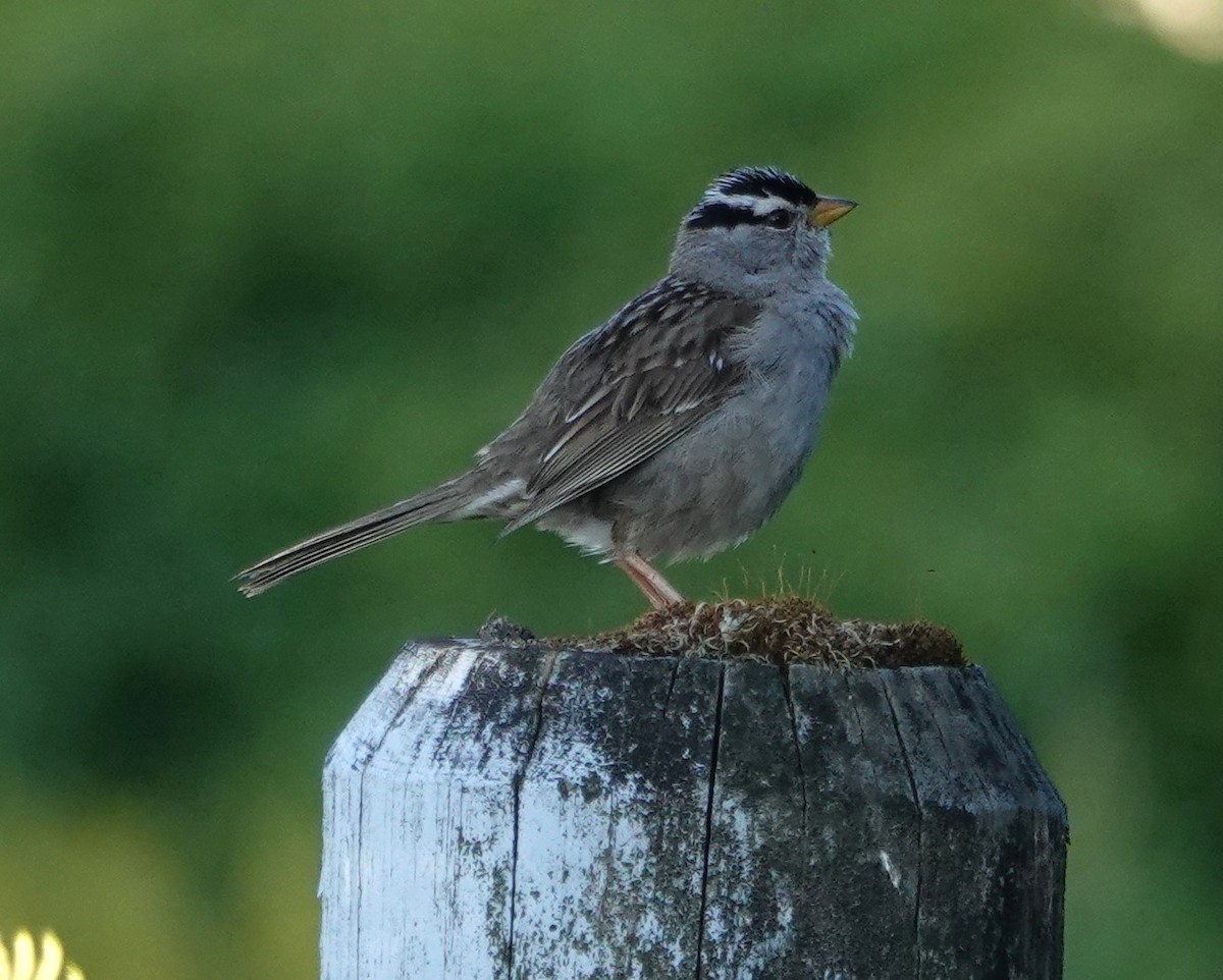 White-crowned Sparrow - ML620253900