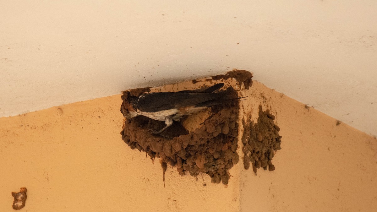 Red-rumped Swallow - ML620253901
