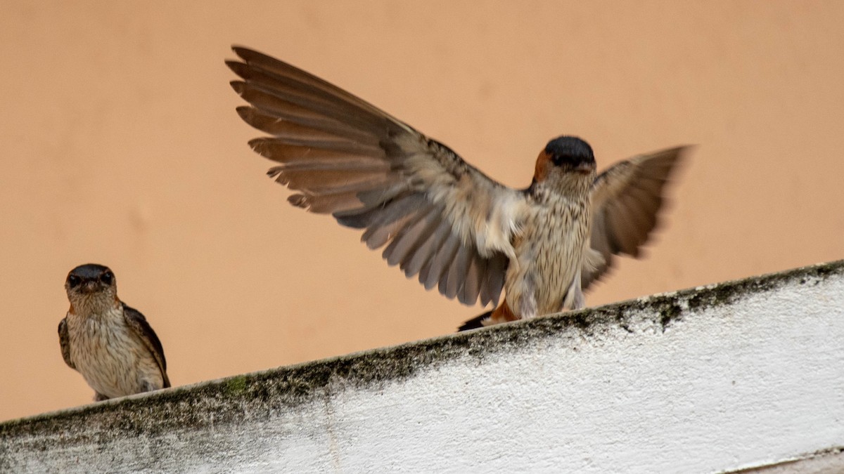 Red-rumped Swallow - ML620253902