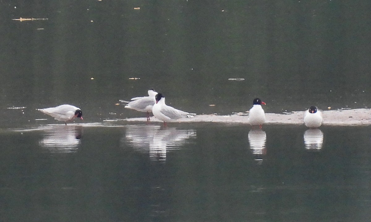 Mediterranean Gull - ML620253904