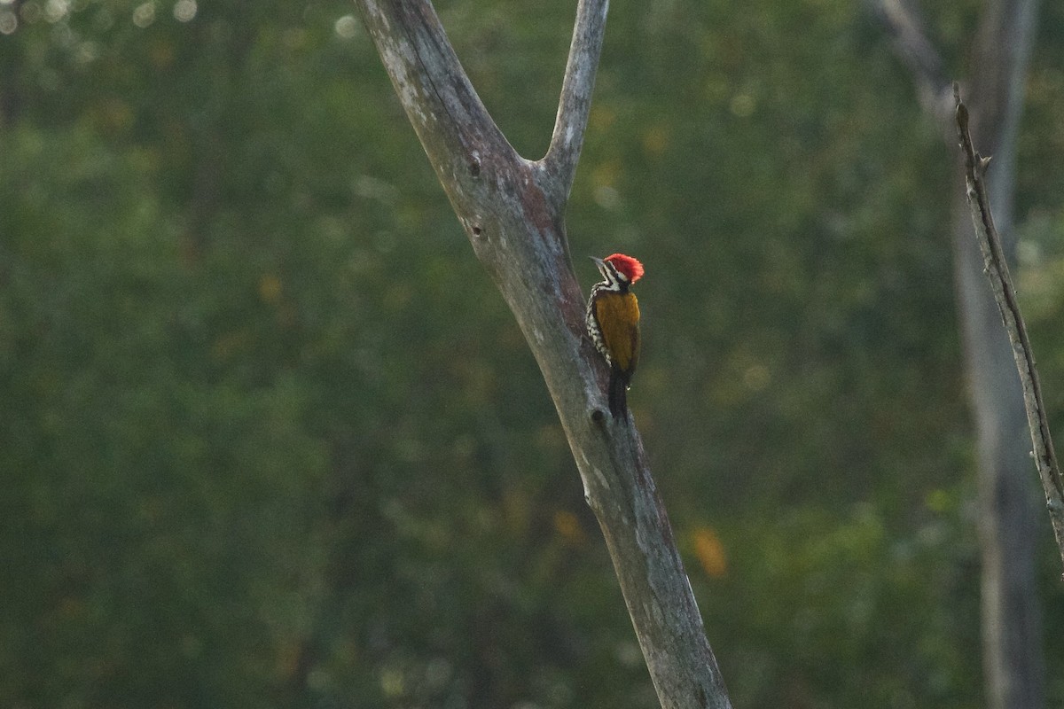 Common Flameback - ML620253907