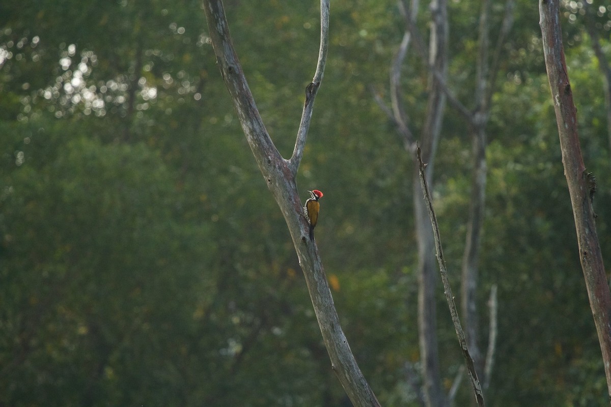 Common Flameback - ML620253909