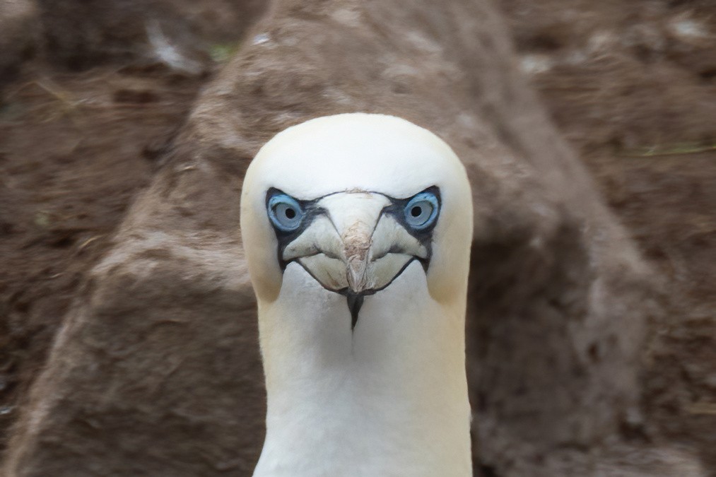 Northern Gannet - ML620253914