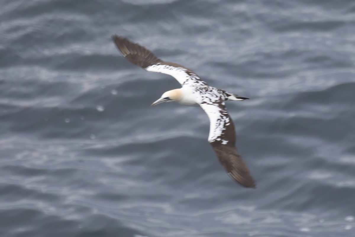 Northern Gannet - ML620253915