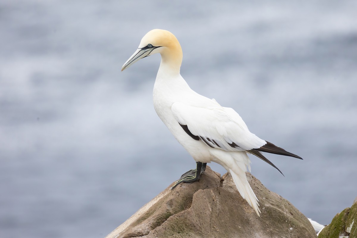 Northern Gannet - ML620253921