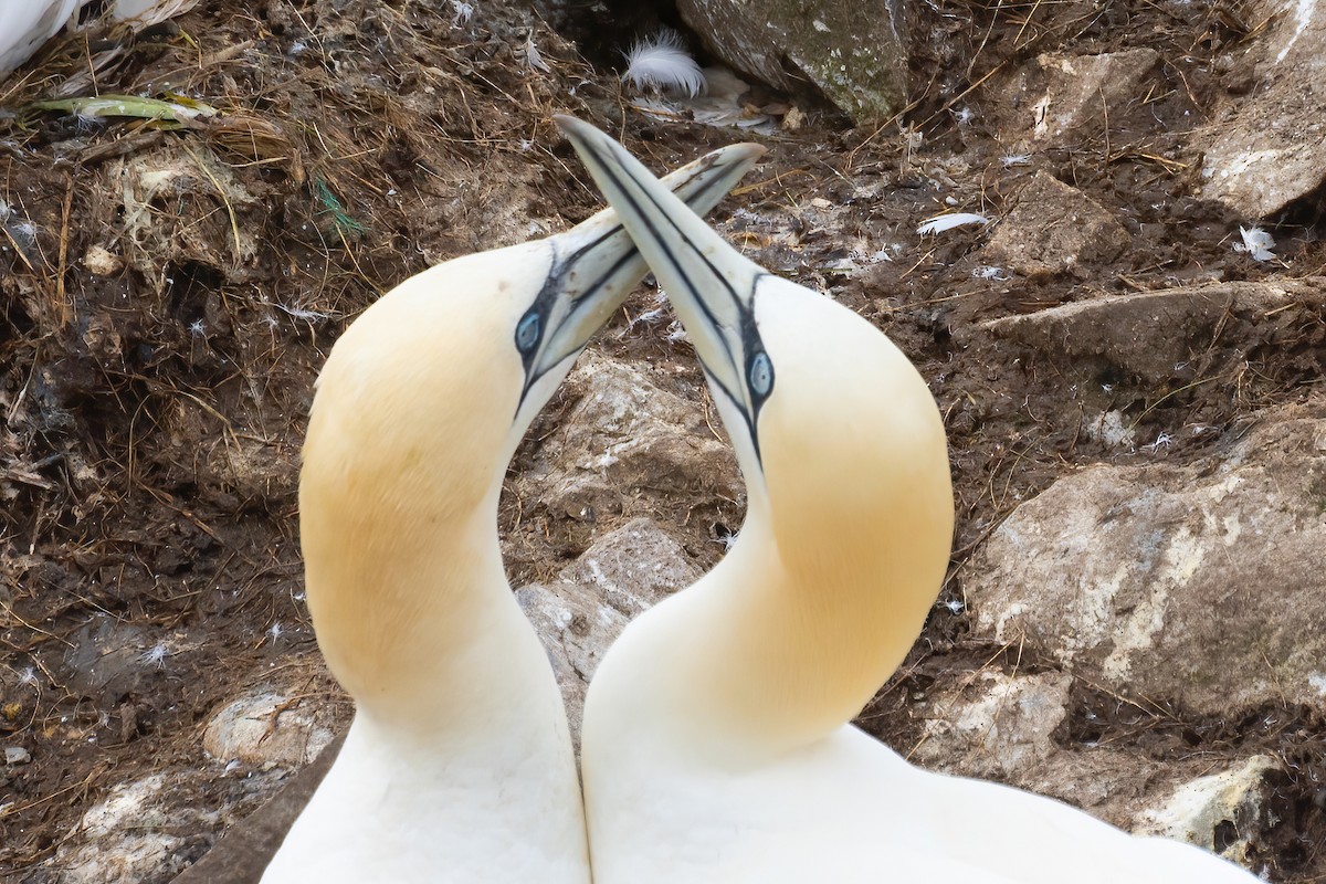 Northern Gannet - ML620253922