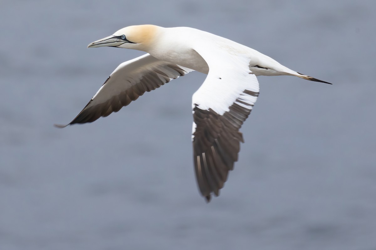 Northern Gannet - ML620253923