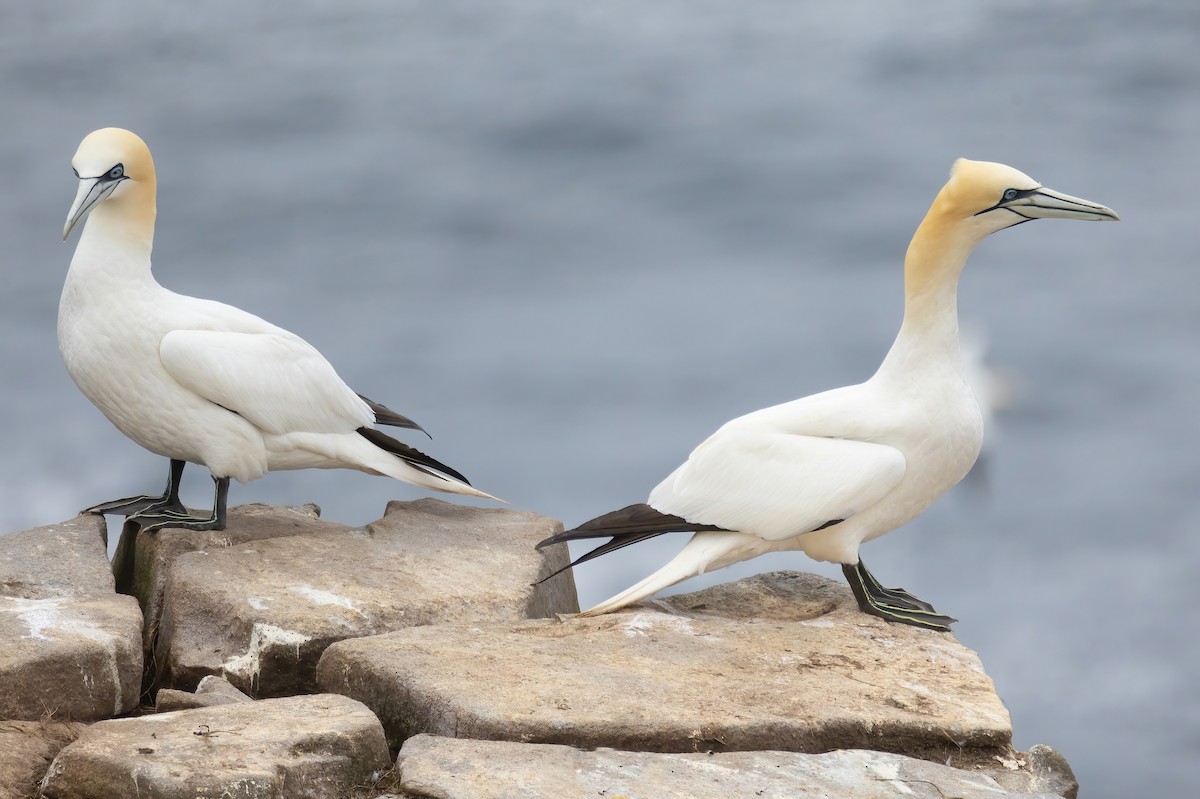 Northern Gannet - ML620253925