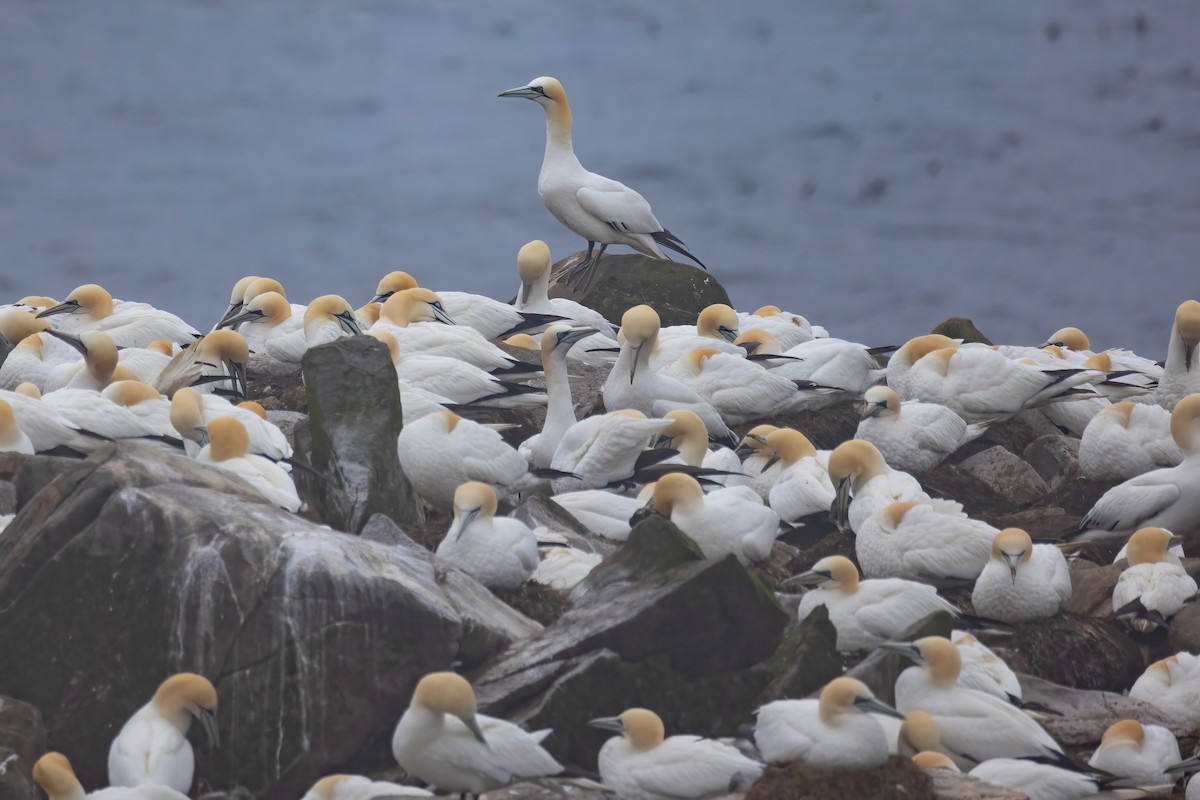 Northern Gannet - ML620253927