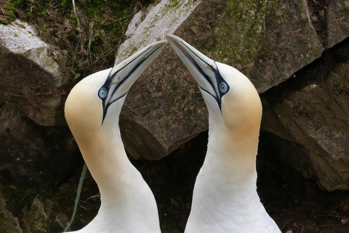 Northern Gannet - ML620253928