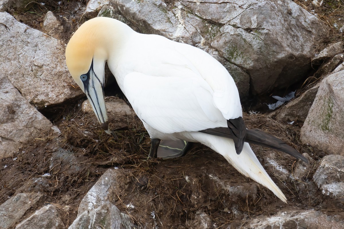 Northern Gannet - ML620253931