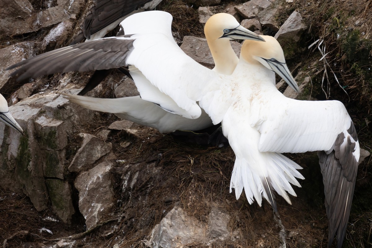 Northern Gannet - ML620253932