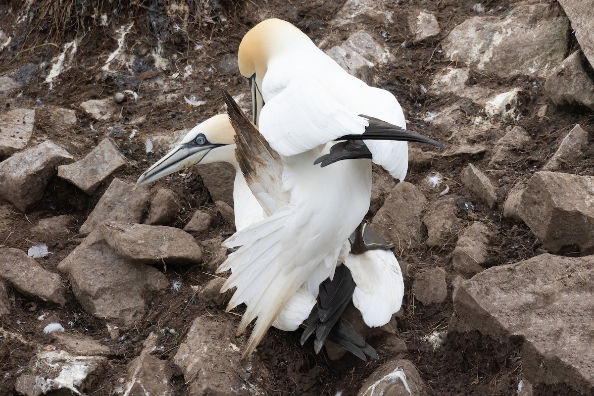 Northern Gannet - ML620253933