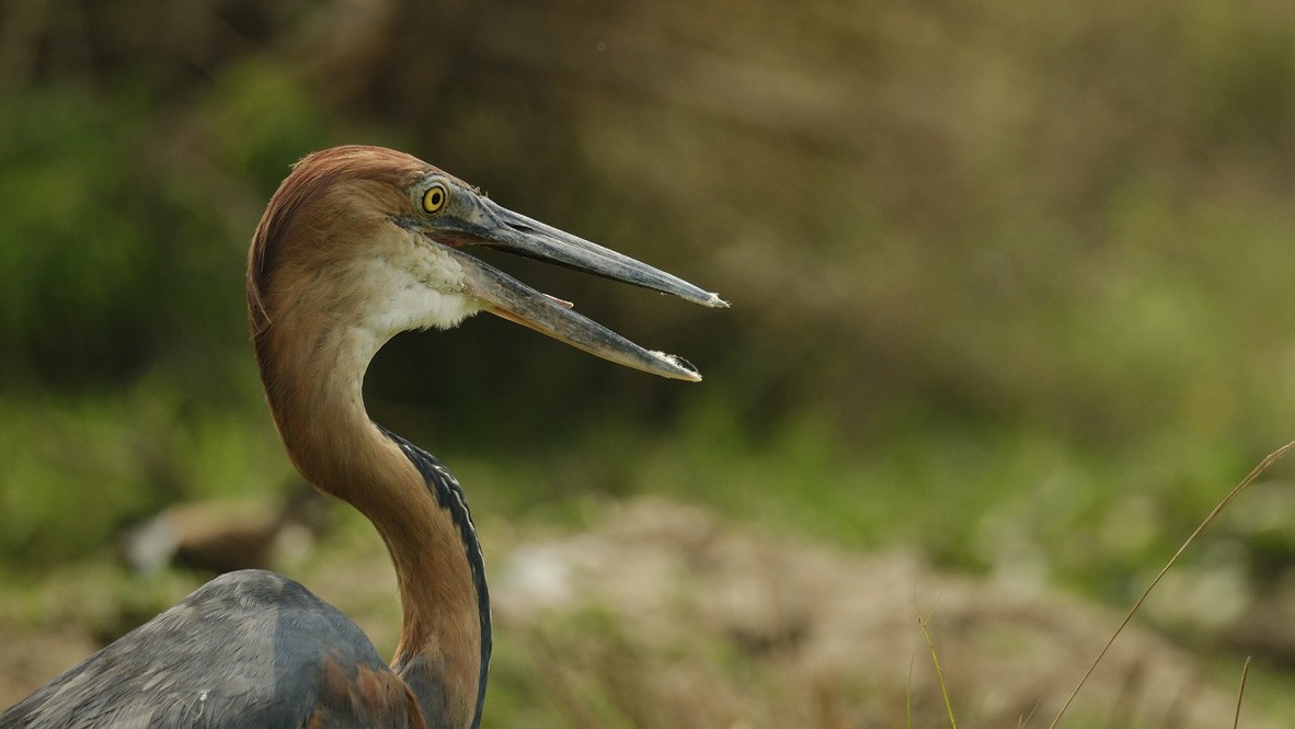 Goliath Heron - ML620253940