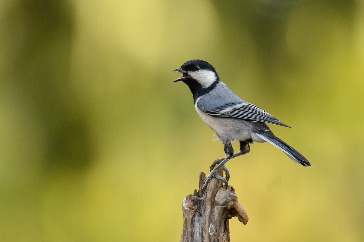 Cinereous Tit - ML620253941