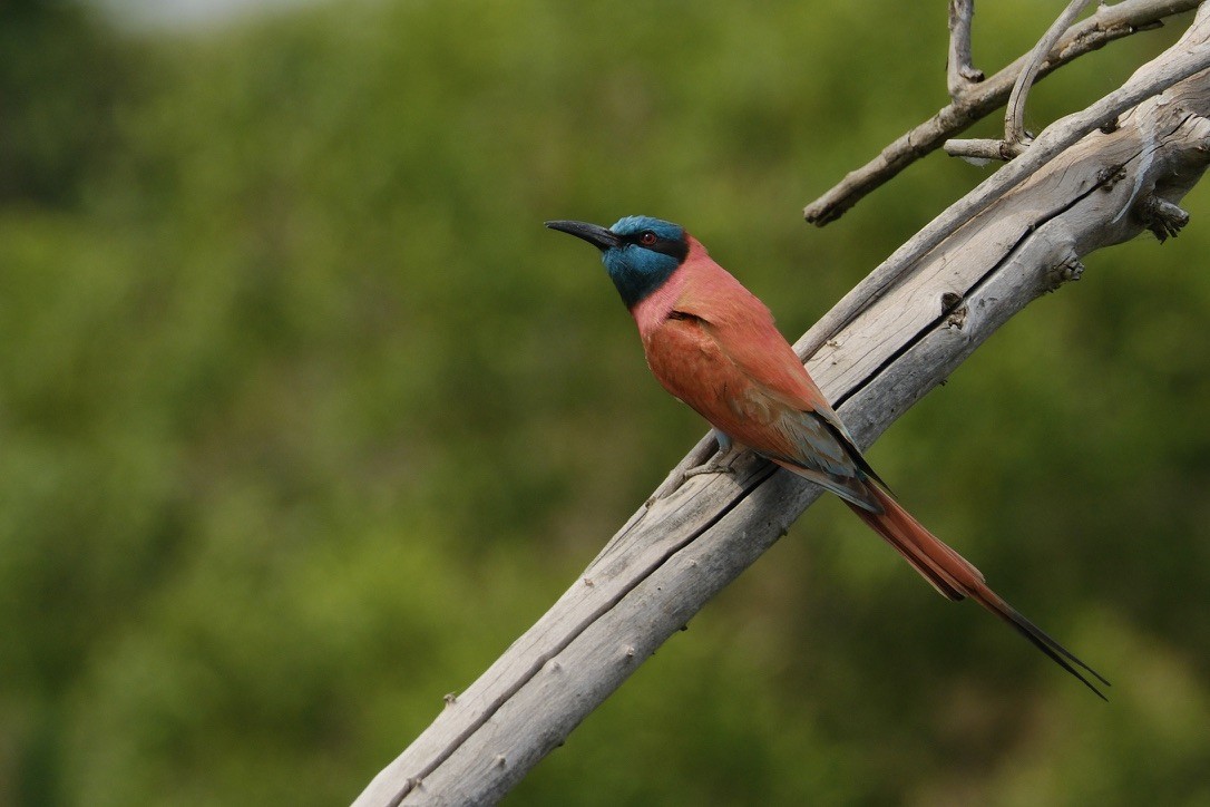 Northern Carmine Bee-eater - ML620253945