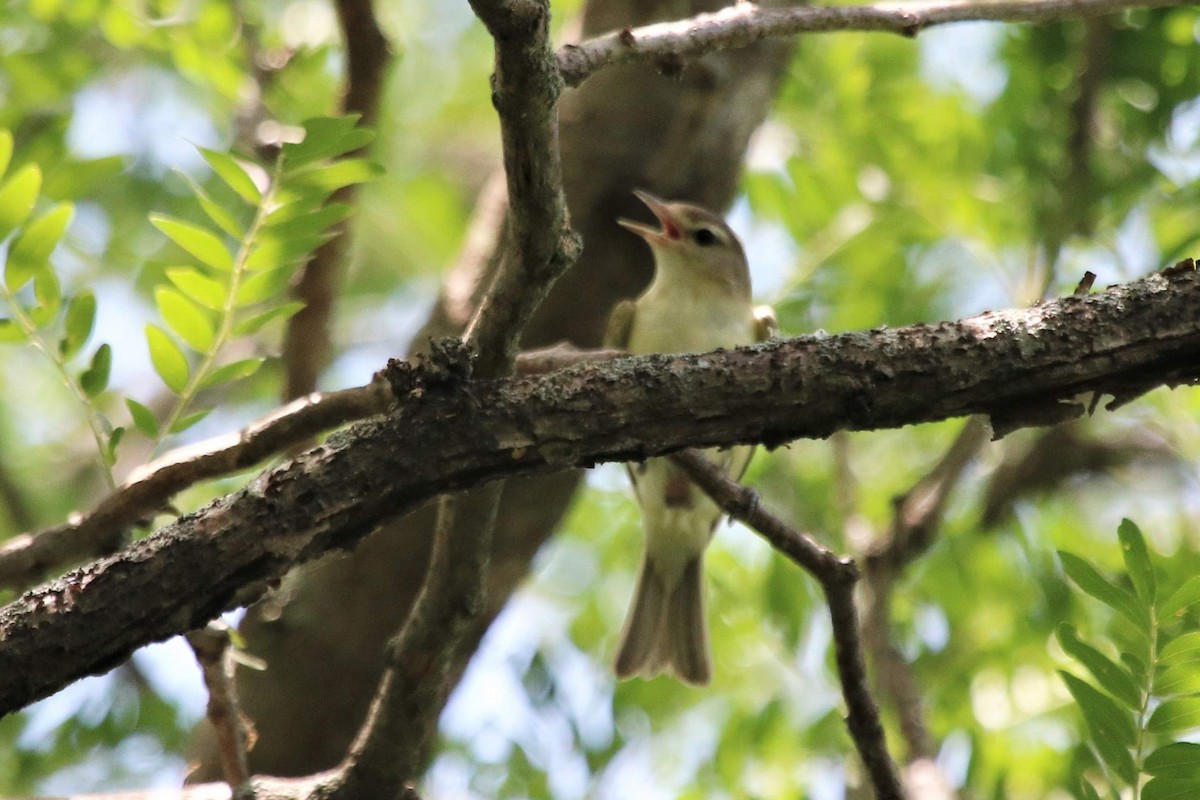 Sängervireo - ML620253948