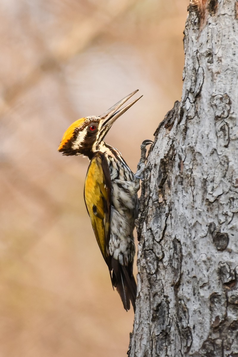 White-naped Woodpecker - ML620253949