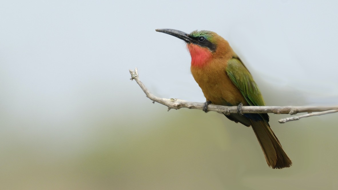 Red-throated Bee-eater - ML620253950