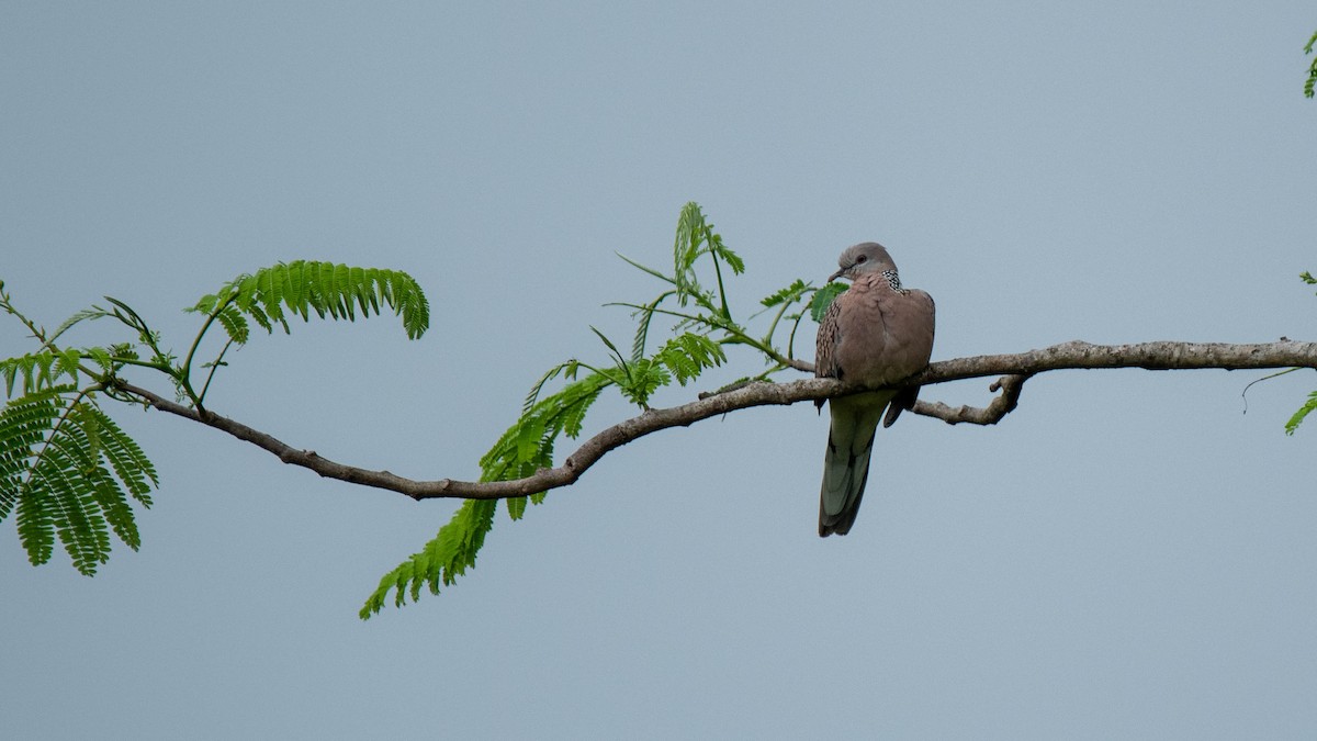 Spotted Dove - ML620253951