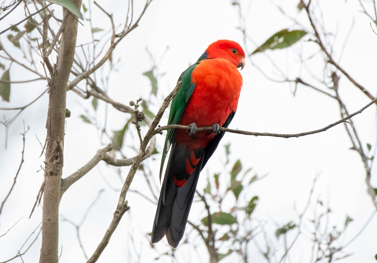 Australian King-Parrot - ML620253952