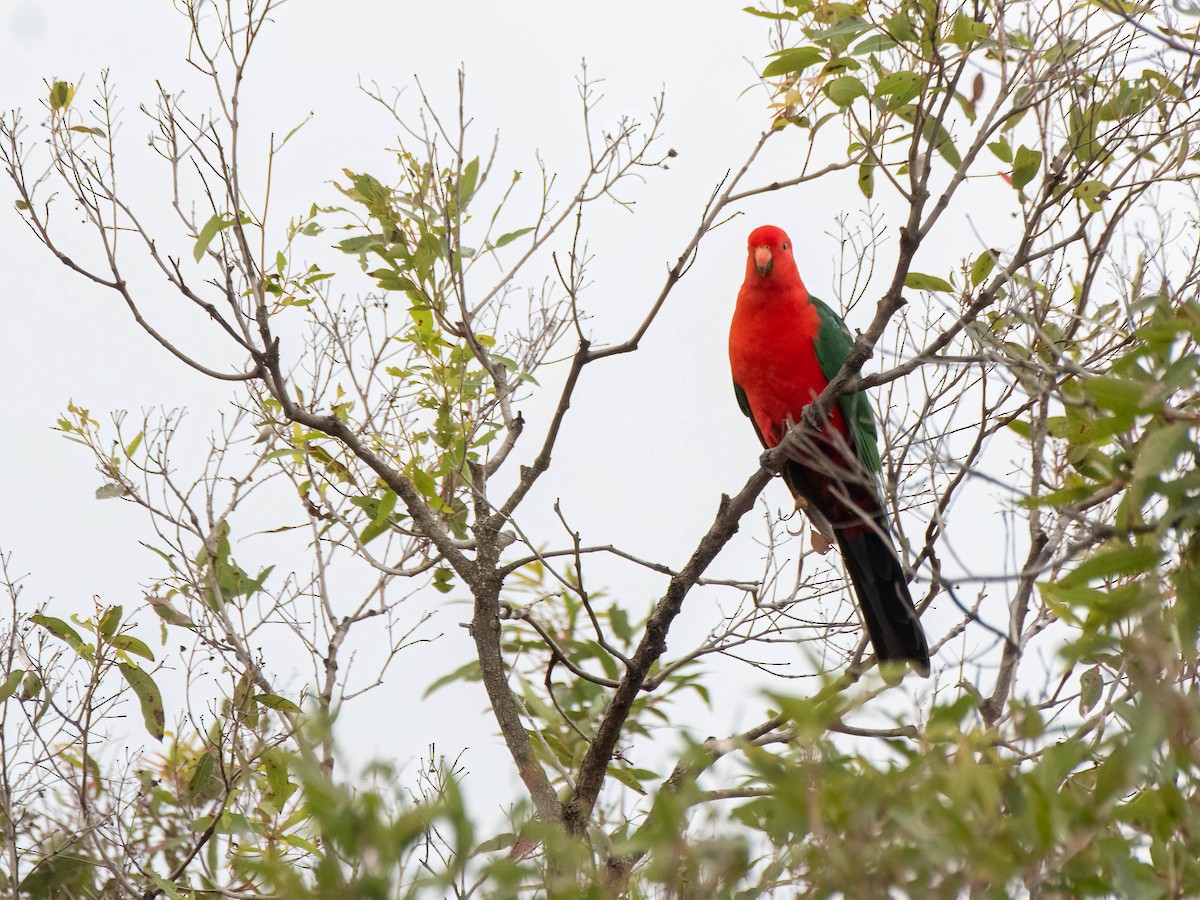 Australian King-Parrot - ML620253953