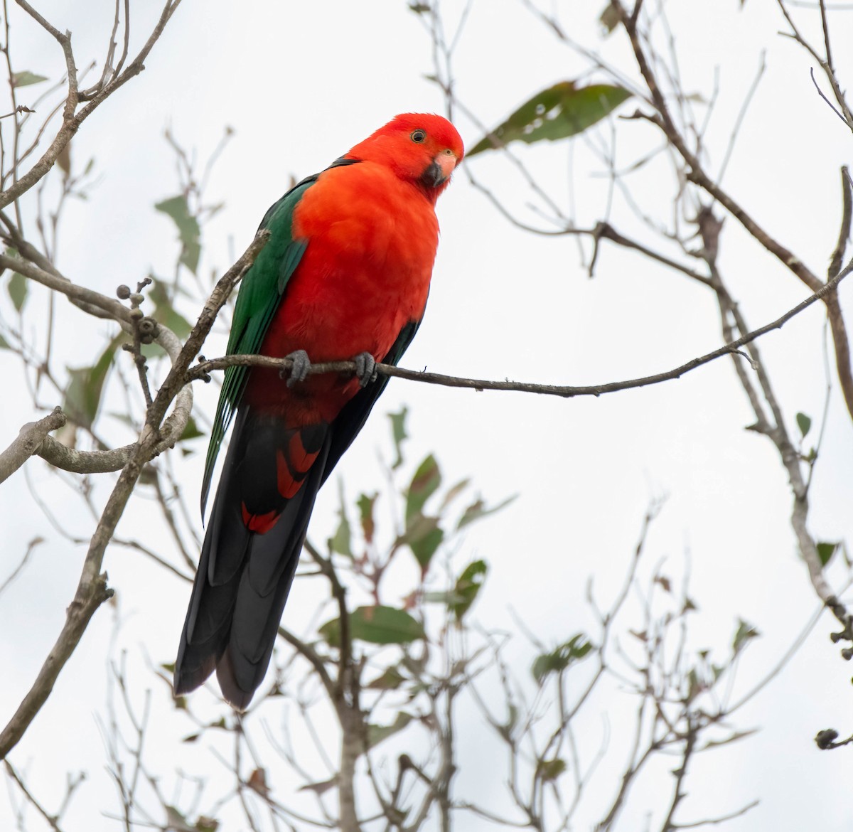 Australian King-Parrot - ML620253954