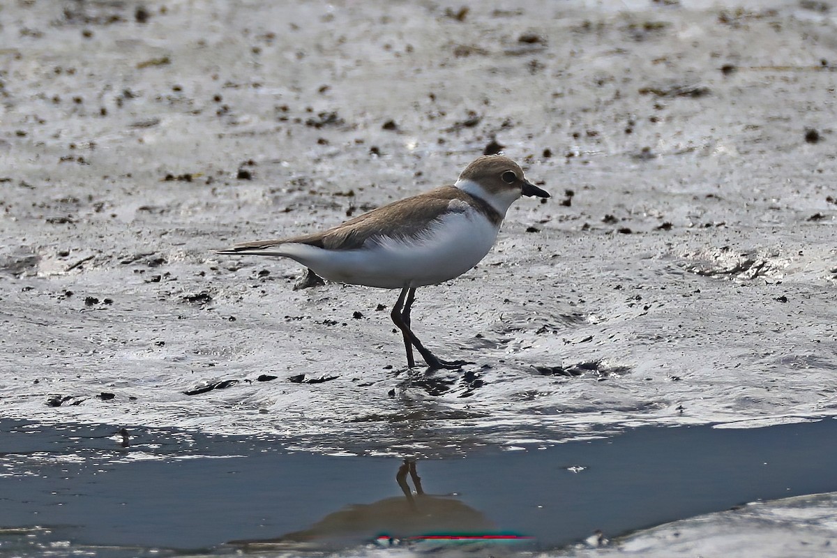 Little Ringed Plover - ML620253958