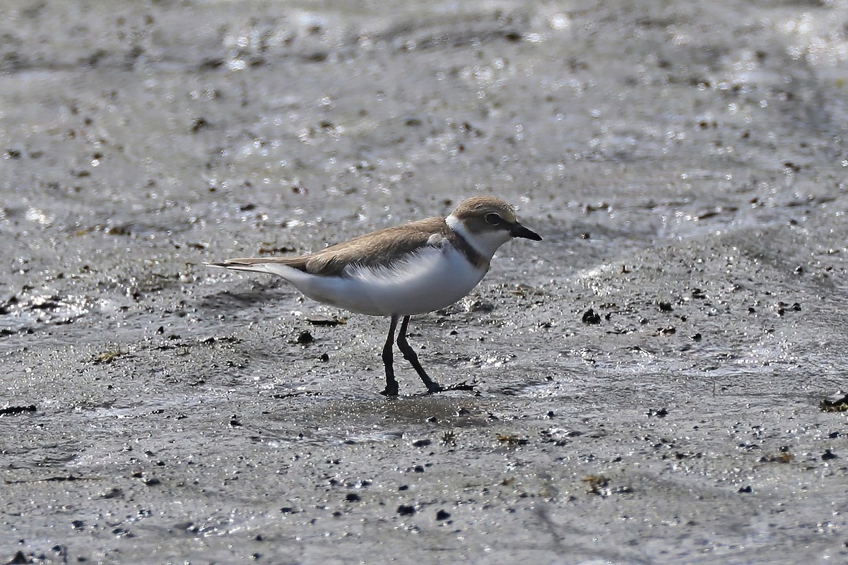 Little Ringed Plover - ML620253959