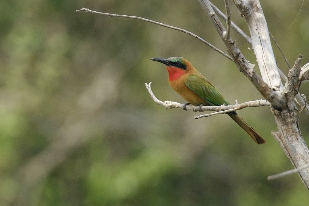 Red-throated Bee-eater - ML620253964