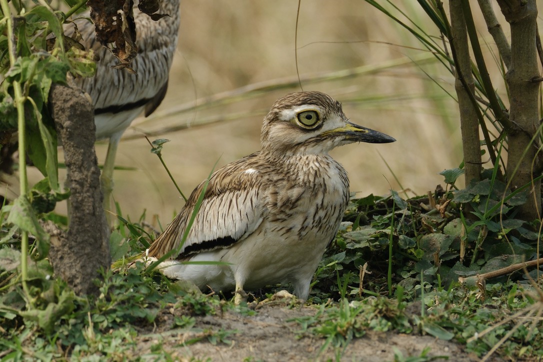 Water Thick-knee - Chris Cooke