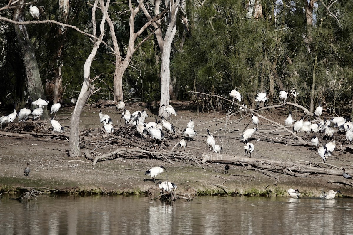 Ibis à cou noir - ML620253978