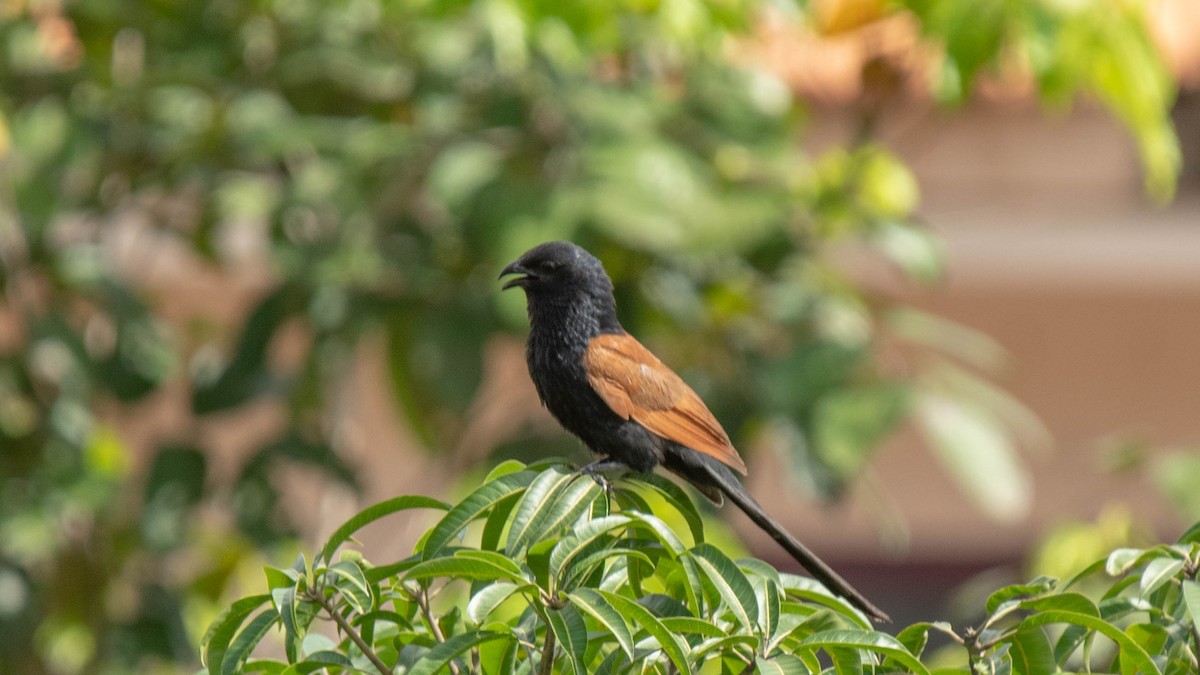 Lesser Coucal - ML620253982