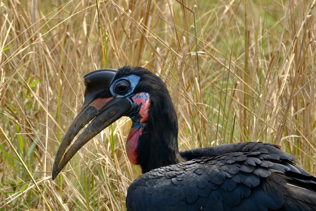 Abyssinian Ground-Hornbill - ML620253983