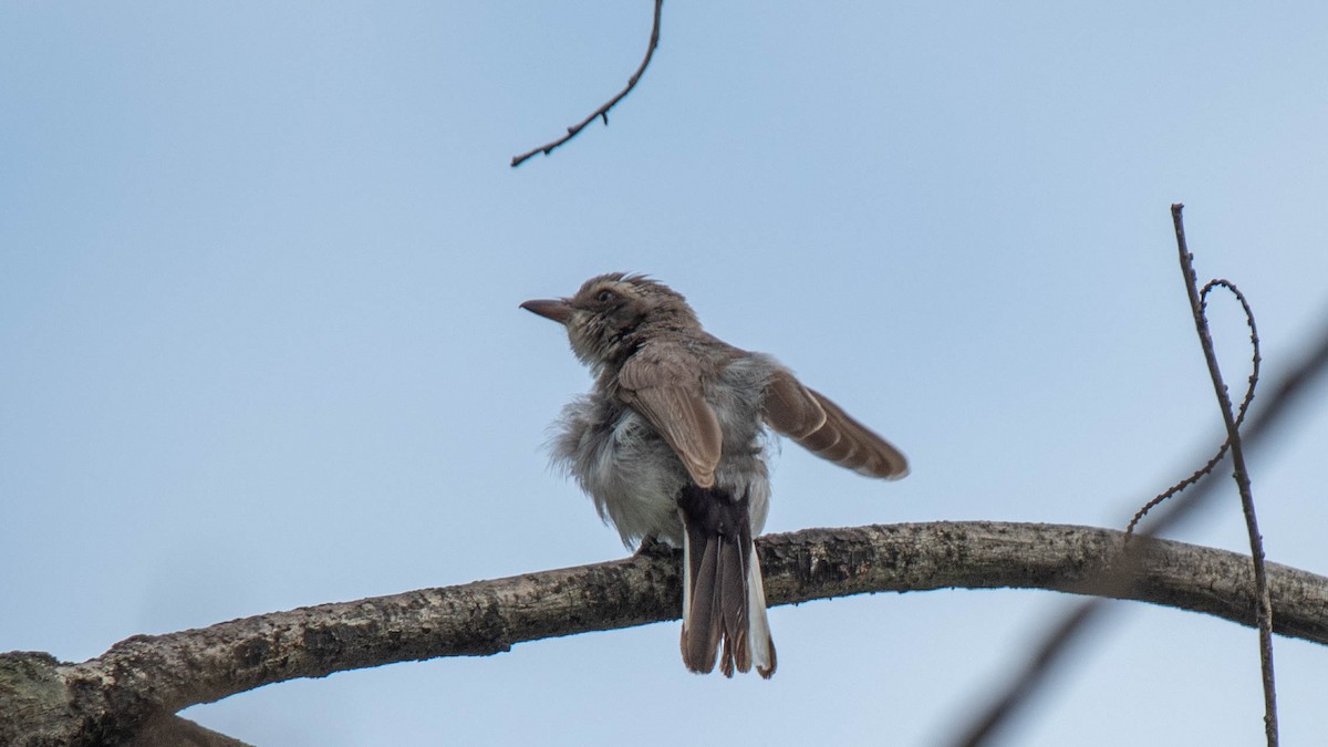 Common Woodshrike - ML620253988