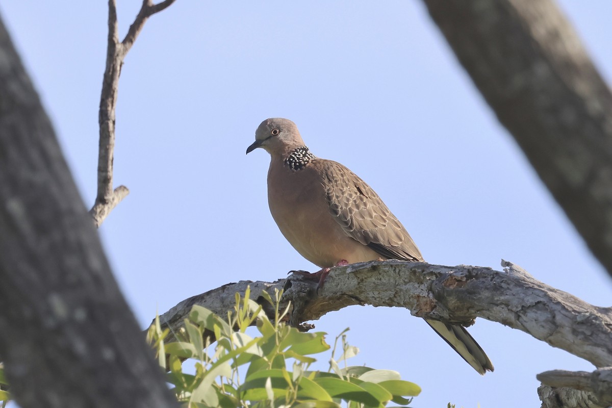 Spotted Dove - ML620254002