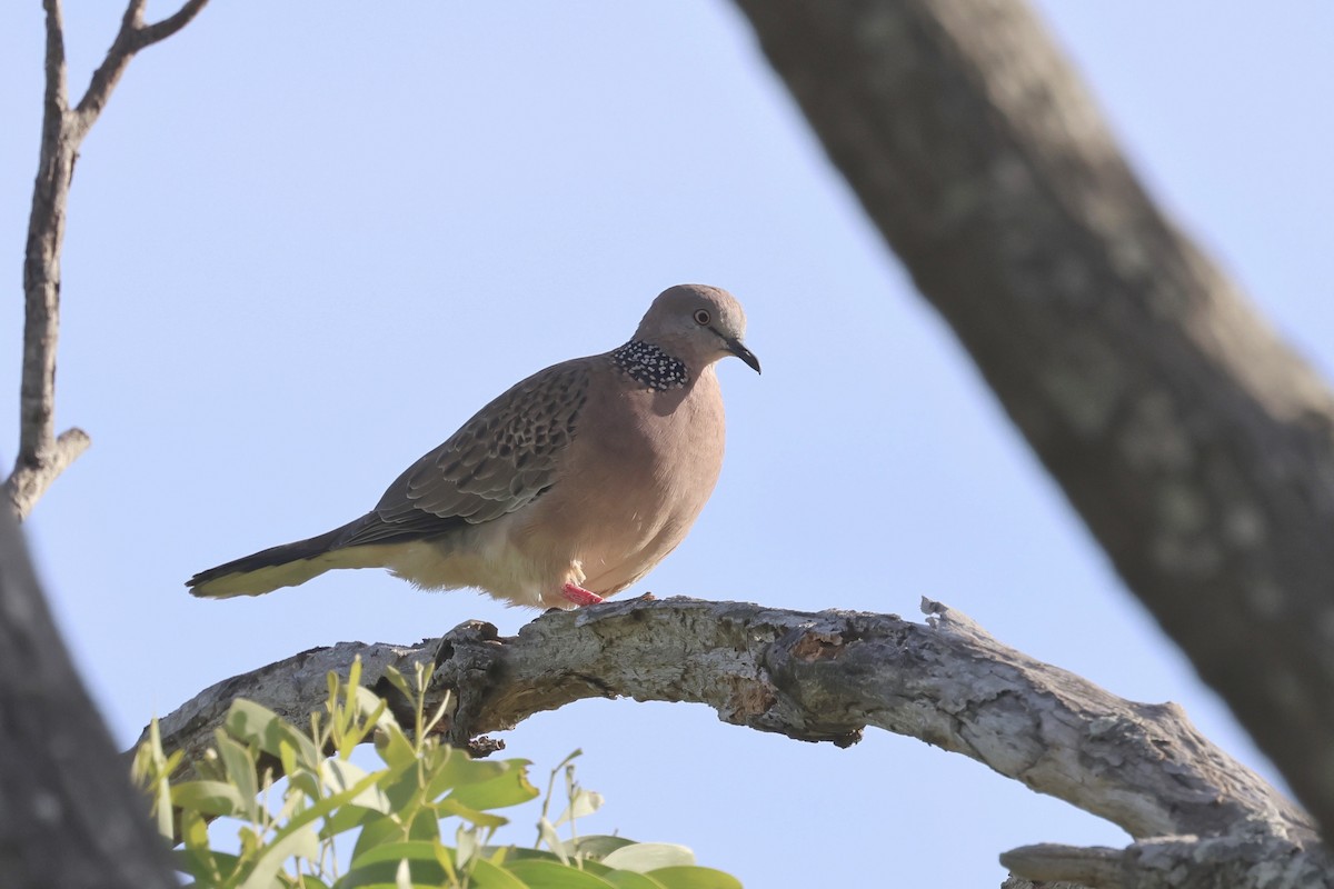 珠頸斑鳩 - ML620254003