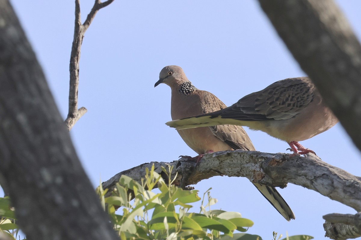 珠頸斑鳩 - ML620254004