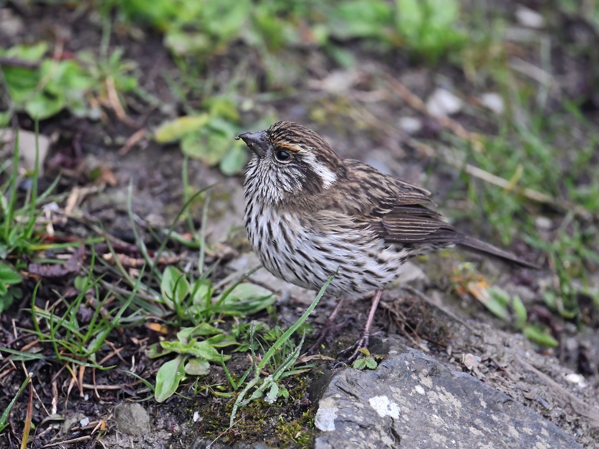 Chinese White-browed Rosefinch - ML620254009