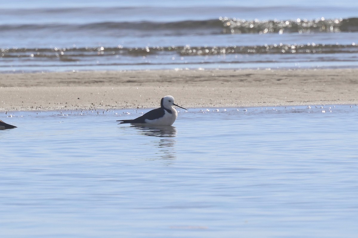 Pied Stilt - ML620254011