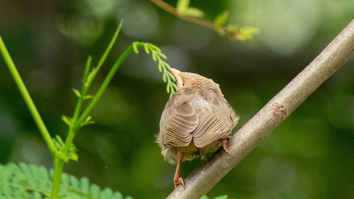 Yellow-billed Babbler - ML620254014