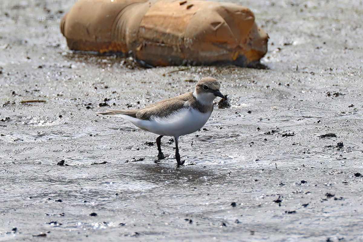 Little Ringed Plover - ML620254018