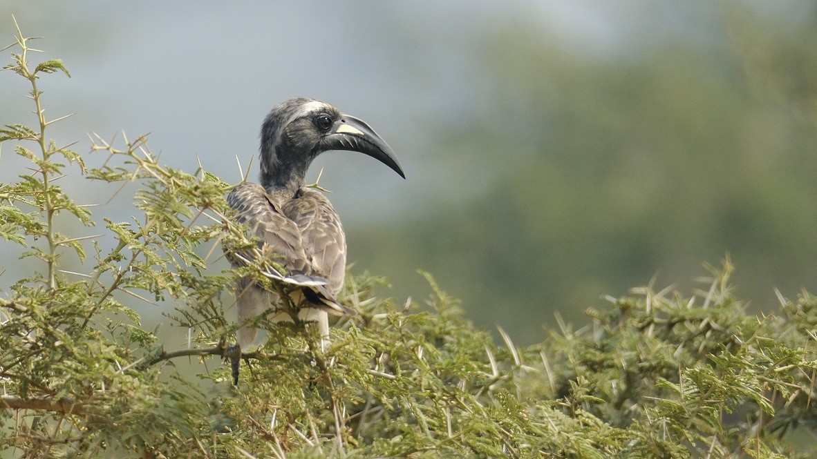 African Gray Hornbill - ML620254019