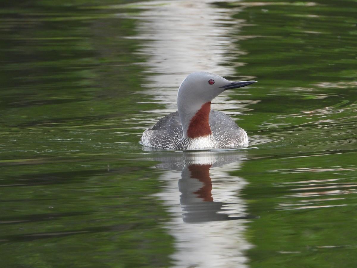 Red-throated Loon - ML620254022
