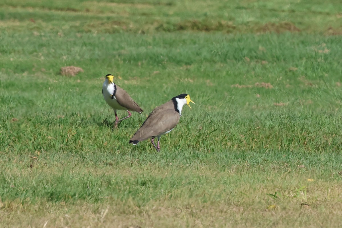 Masked Lapwing - ML620254025