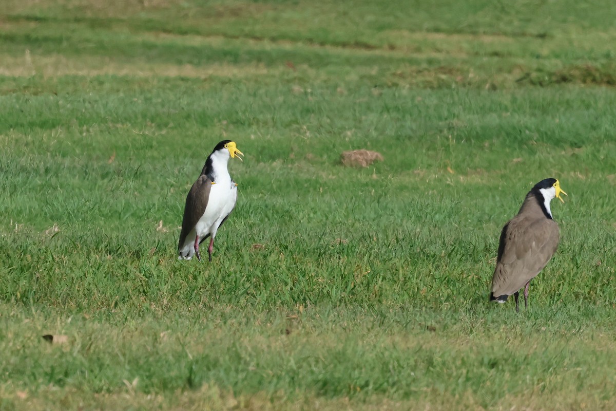 Masked Lapwing - ML620254026