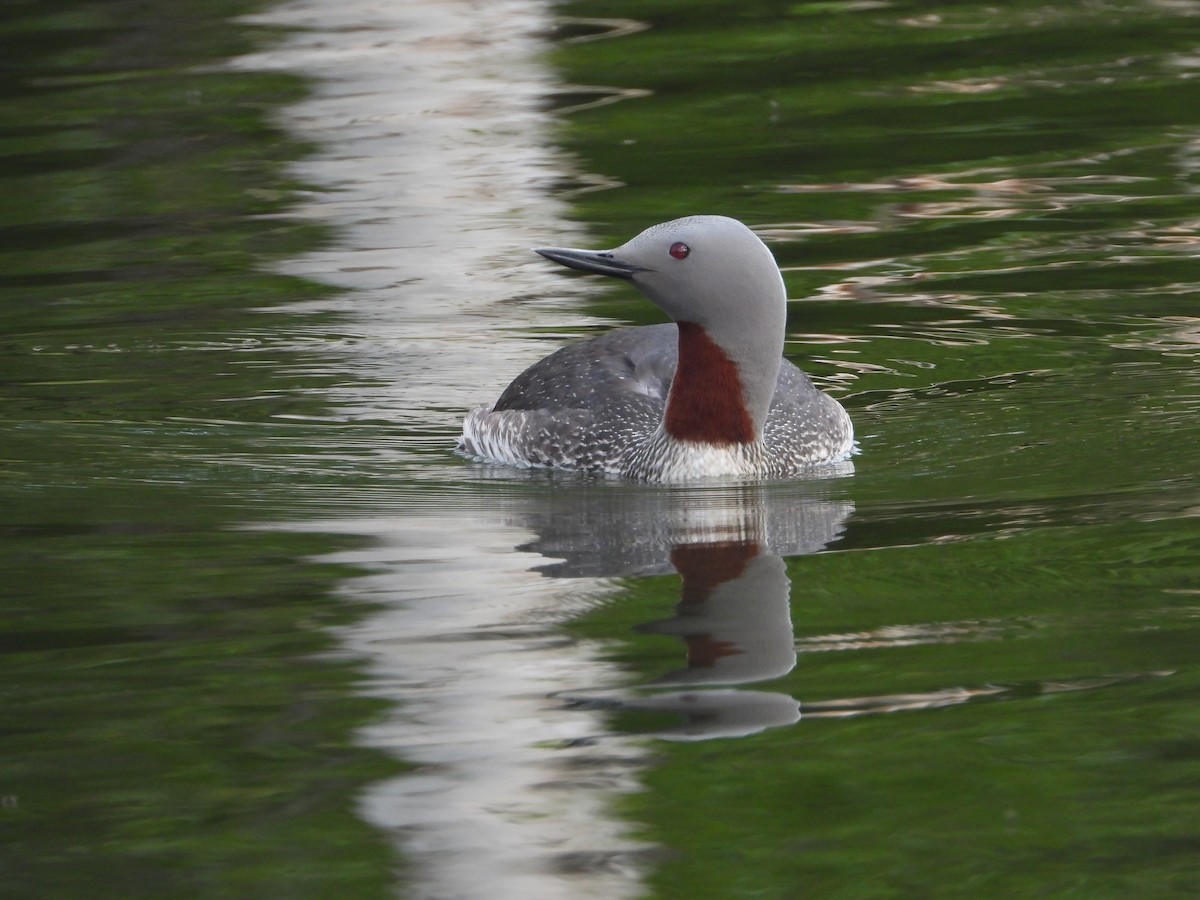 Red-throated Loon - ML620254027